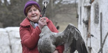 Znalezione jajo podrzuciła kurze. Gdy się wykluło, była w szoku