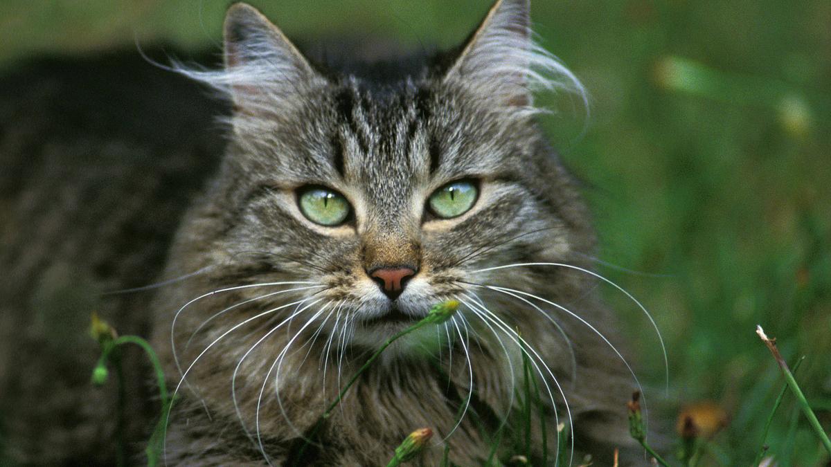 Macskapokalipszis: kétmillió cicát irtanak ki, ami sokaknak nem tetszik  majd - Blikk