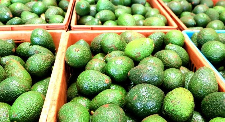 Kenyan avocado for export. (ITC)