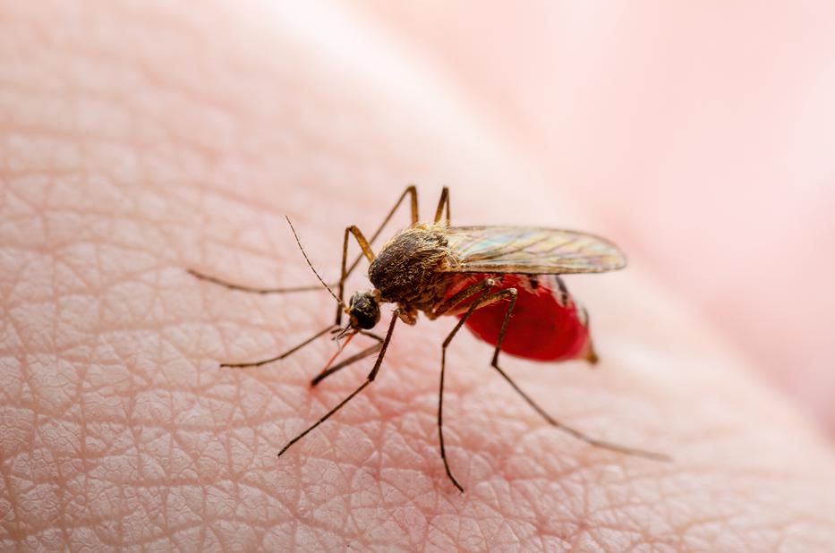 Házi csodaszer a szúnyogok ellen, ami megkönnyíti az életedet este. Fotó: Getty Images