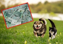 500 plus na psa i kota 2025. kto może się starać o dofinansowanie? jakie warunki trzeba spełnić, żeby otrzymać 500 plus dla zwierząt? jaki wniosek złożyć?