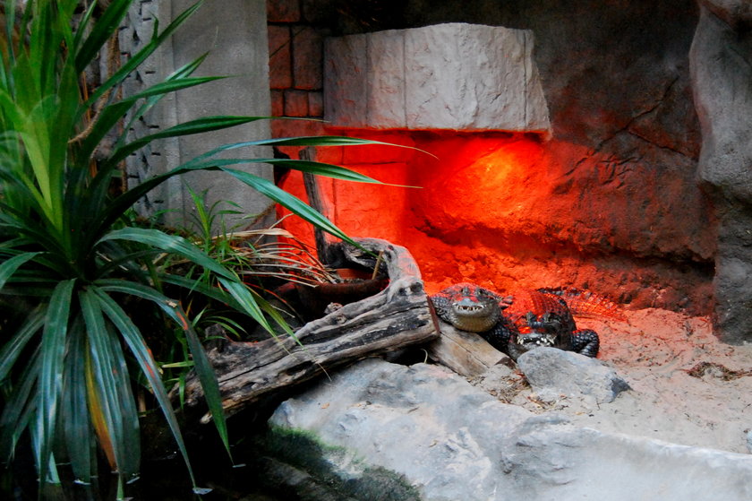 Łowcy krokodyli nakarmią kajmany w poznańskim Zoo