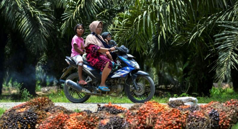Palm oil is used in cooking, cosmetics, and biofuel, and accounts for six percent of Indonesia's economy