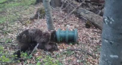 Dramat niedźwiedzia w Tatrach. Szokujący widok