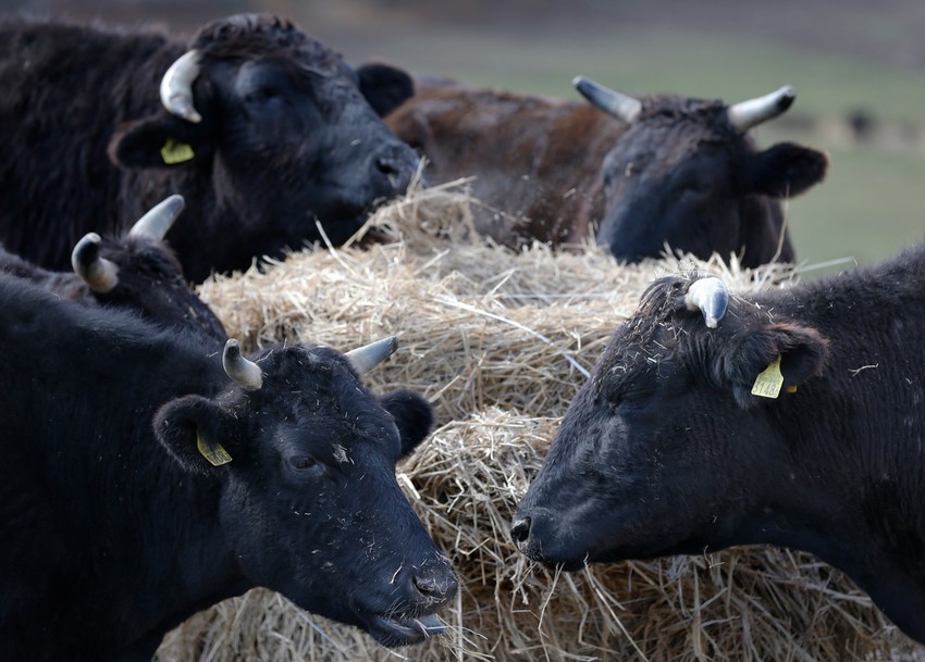 Krave u zoni isključenja