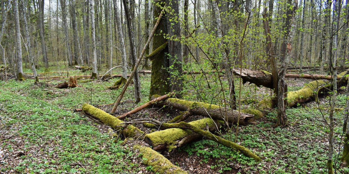 Puszcza Białowieska. Powalone drzewa