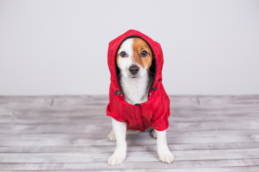 Neke rase "ostaju" male