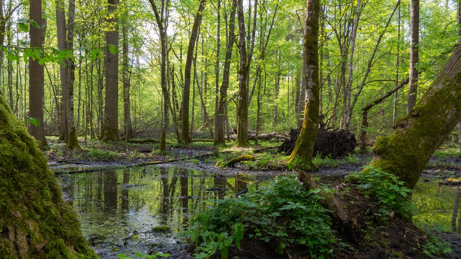 Puszcza Białowieska