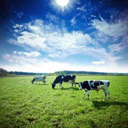 Ubój rytualny tak, lecz bez klatek obrotowych