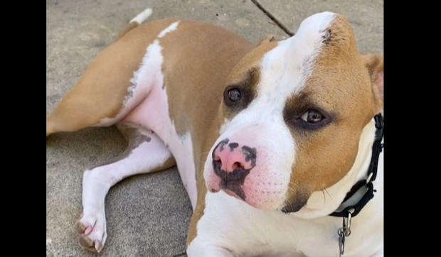 Pit Bul jednorog Jagoda