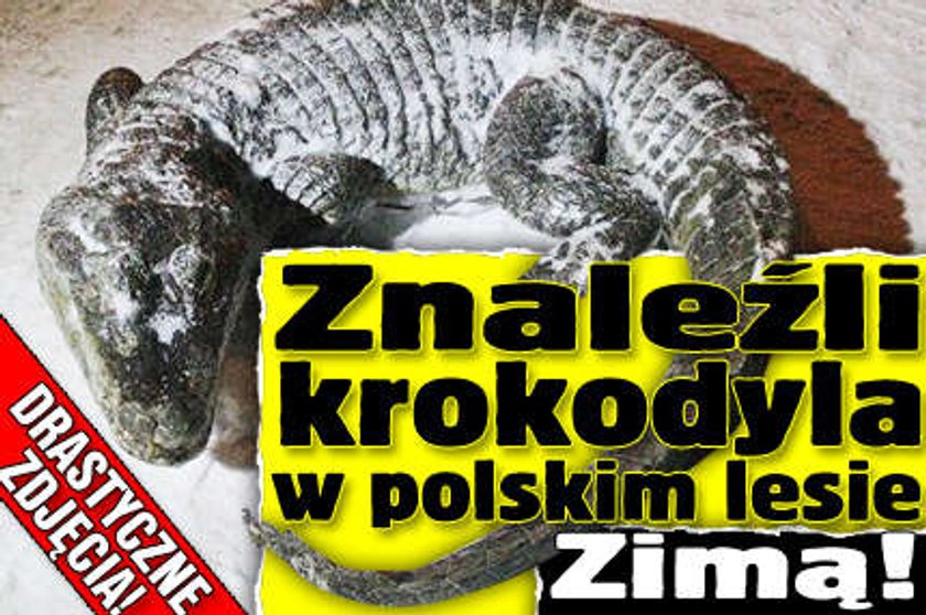 Znaleźli krokodyla w polskim lesie. Drastyczne zdjęcia!