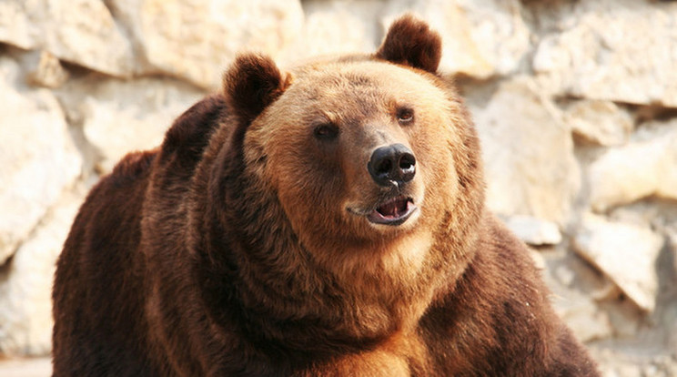 A medve a vállán és az arcán sebesítette meg a vadászt /Illusztráció: Northfoto