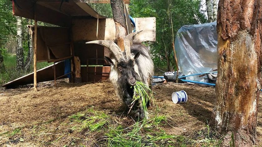 Fiołek ma około 6 lat. Większość swojego życia spędził przykuty łańcuchem do drzewa. Teraz szuka odpowiedzialnego właściciela.