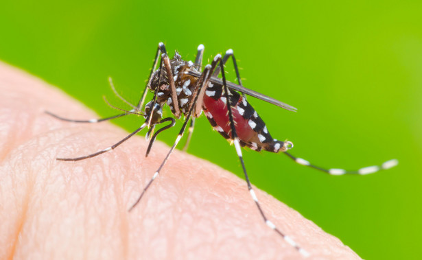 Aedes albopictus, azjatycki komar tygrysi