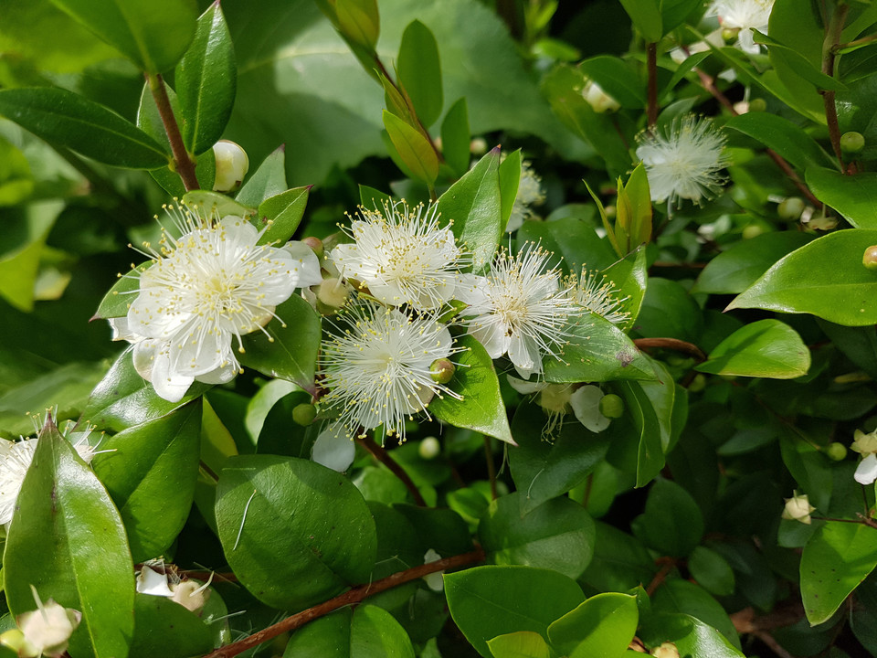 Mirt pospolity (Myrtus Communis)