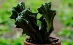 Fala ubóstwa na Kubie. Reżimowa gazeta wzywa do... jedzenia kaktusów