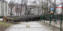 Potężne drzewo runęło na plac zabaw! ZDJĘCIA