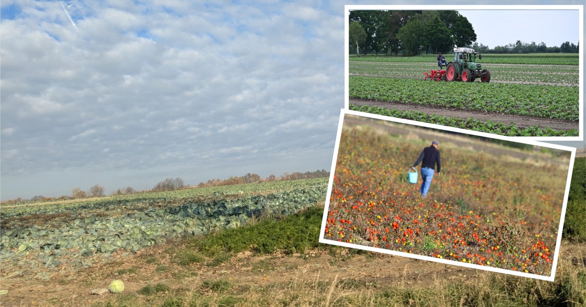 Dramat rolników po samozbiorach. Oddali za darmo, a fiskus chce ich z tego rozliczyć