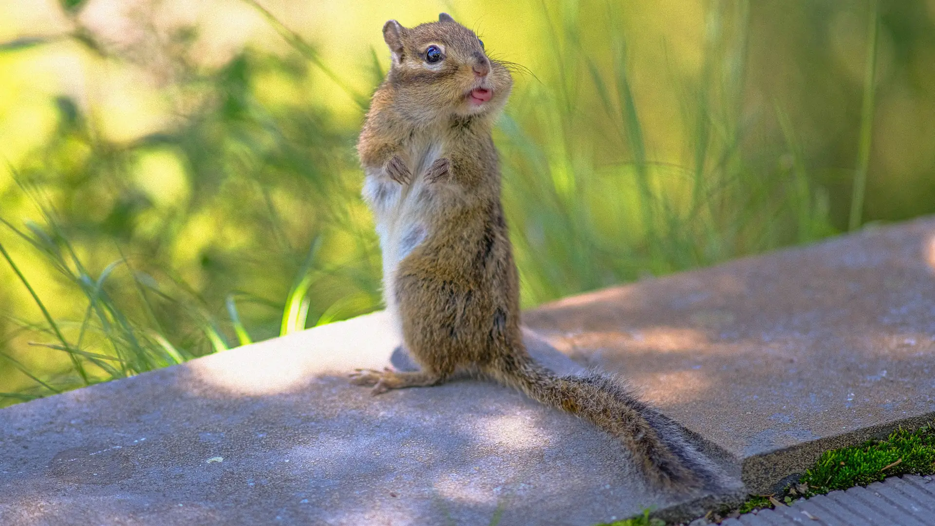 Oto najzabawniejsze zdjęcia zwierząt. Wyłoniono finalistów Comedy Wildlife Photo Awards