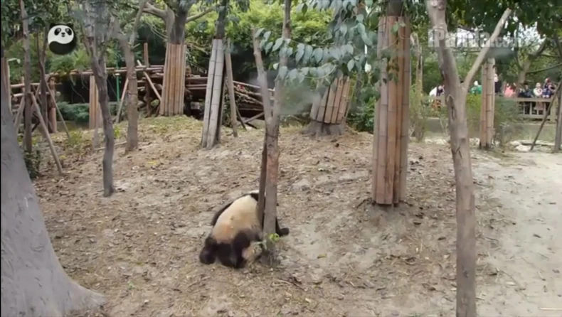 590817_ipanda-foto-youtube-liveleak