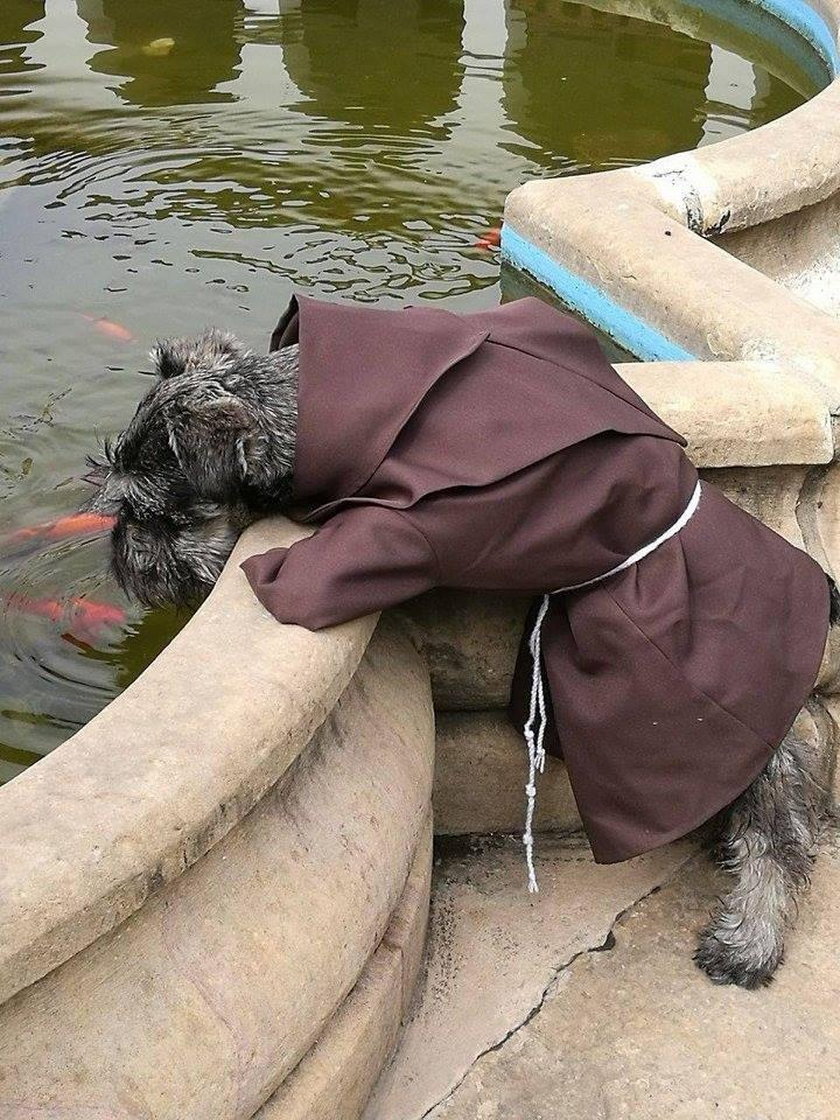 Pies został mnichem