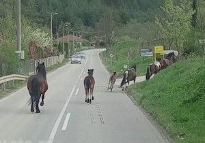 Konji terorišu meštane Meljanice kod Kraljeva