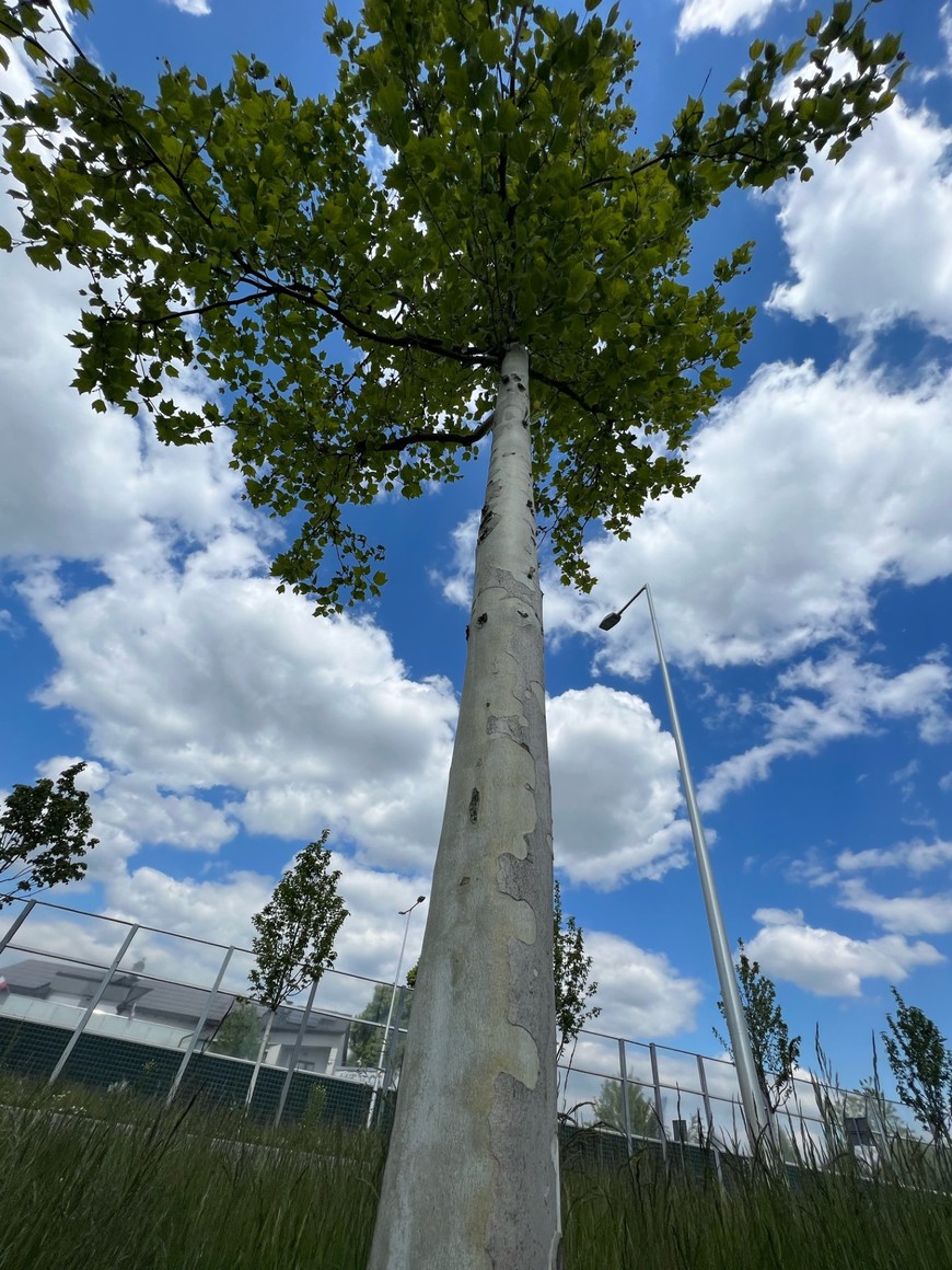 Imponujący platan klonolistny