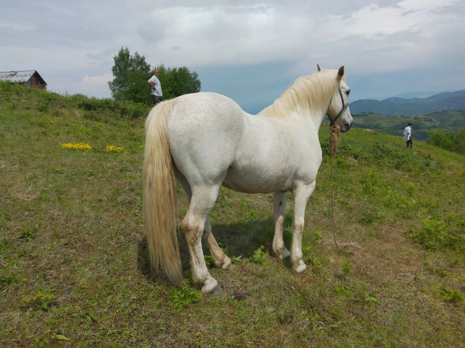 Drugi konj je srećom, preživeo