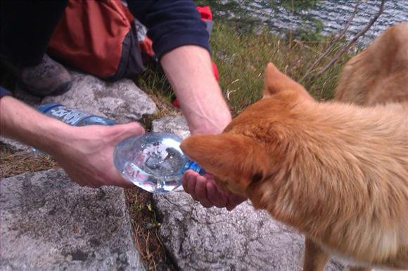 Pies alpinista w Tatrach