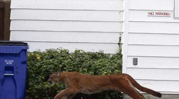 Puma ijesztgette egy kisváros lakóit