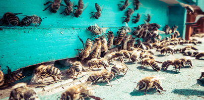 Trująca substancja w ulach. Zginęło 1,5 mln pszczół