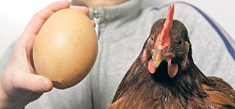 Óriás tojást tojt a törpe tyúk - Blikk