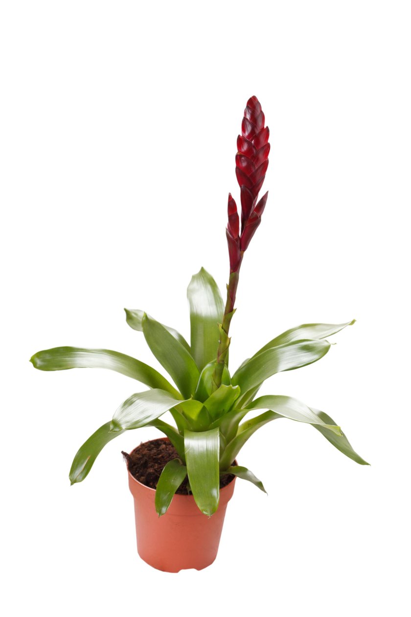 Bromeliaceae