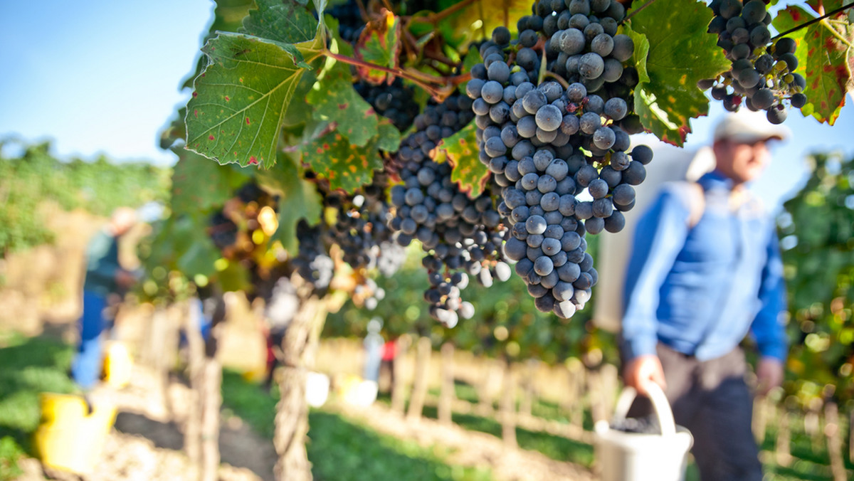 Globalne ocieplenie zmieniło włoskie wino, w którym zawartość alkoholu wzrosła w ciągu ostatnich 30 lat o jeden procent - wynika z analizy ekspertów krajowego związku rolników. Winobranie we Włoszech uległo zaś przyspieszeniu o miesiąc.