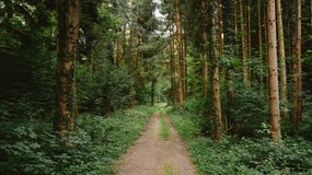 Bat na śmieciarzy w lasach. choćby 10 tysięcy złotych kary