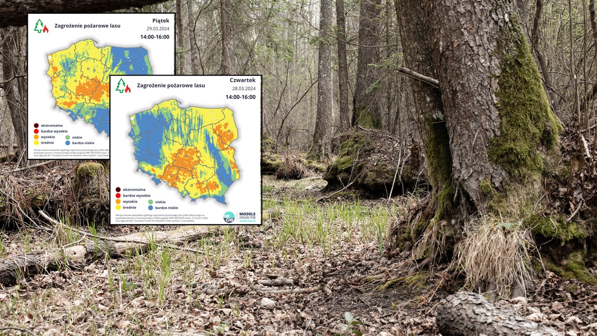 Mapy zagrożeń stały się pomarańczowe. Niebezpiecznie w lasach