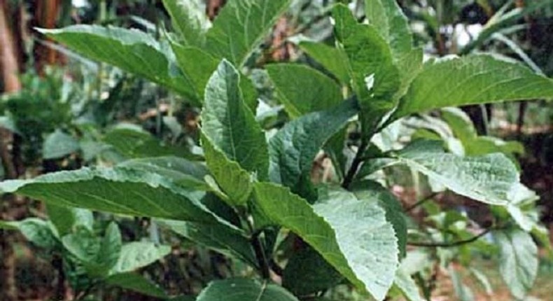 Bitter Leaf plant