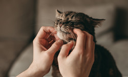 Prof. Rzymski: ptasia grypa u kotów domowych zagraża nie tylko kociarzom