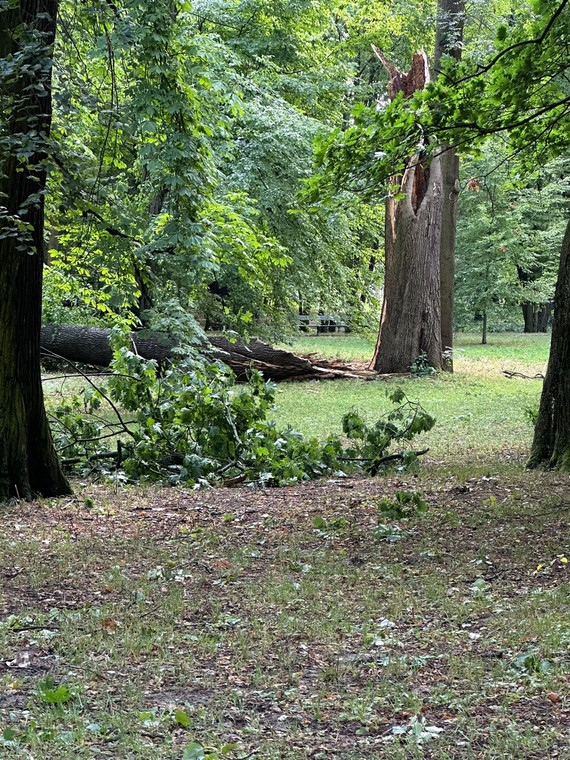 Szkody wyrządzone przez nawałnice w Łazienkach Królewskich w Warszawie.