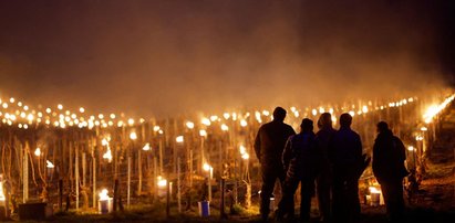 Wygląda jak romantyczna sceneria filmu, jednak prawda jest brutalna. Jeśli im się nie uda, branżę czeka prawdziwa katastrofa