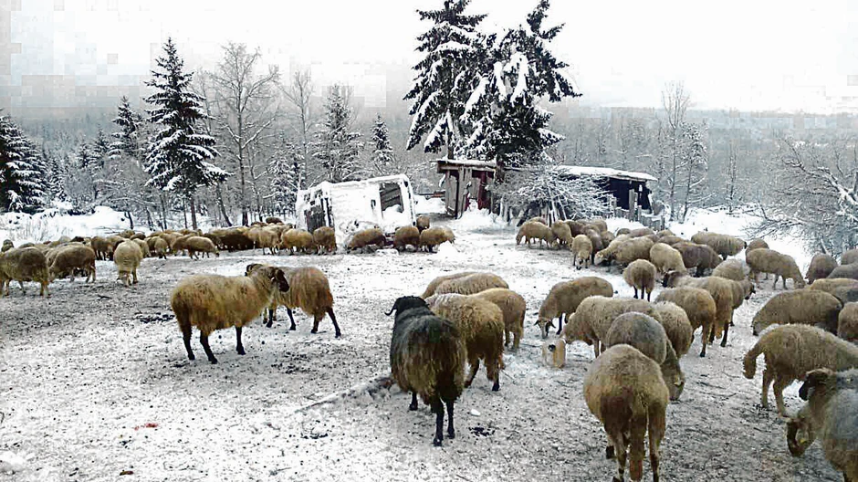 Branko kaže da se sit naplaćao kazni jer tera ovce iz svoje štale u Srbiji na svoju livadu u Crnoj Gori