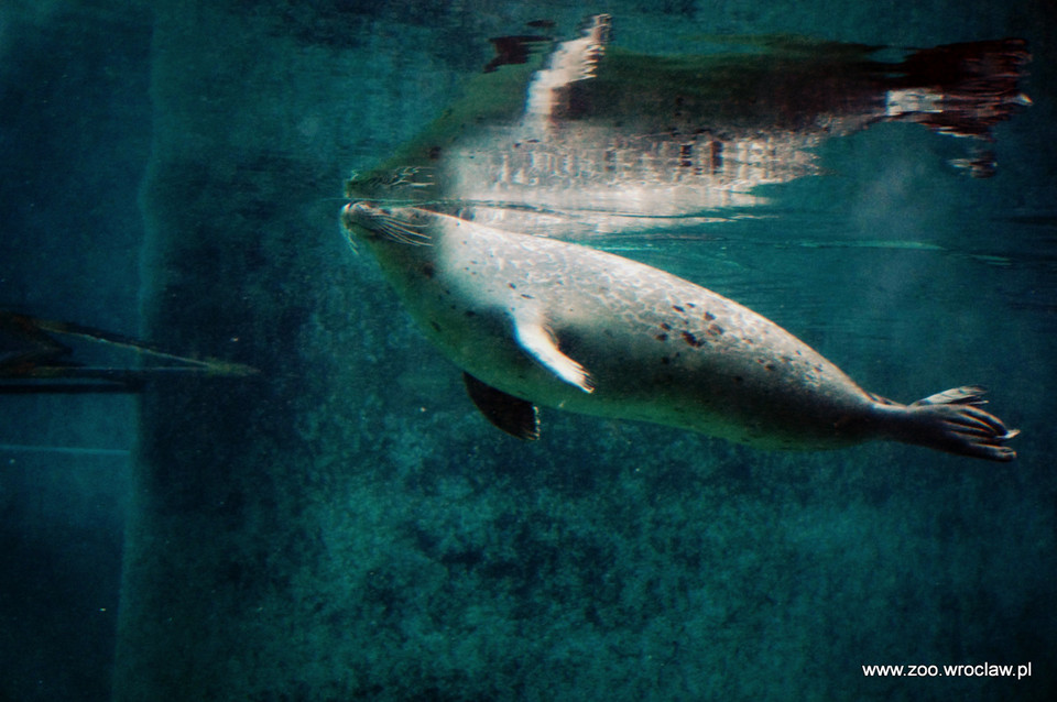 Trzy nowe foki zamieszkały we wrocławskim zoo