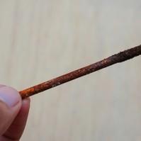 Kertészkedés közben rozsdás szögbe léptem, kell tetanusz? Az orvos válaszol