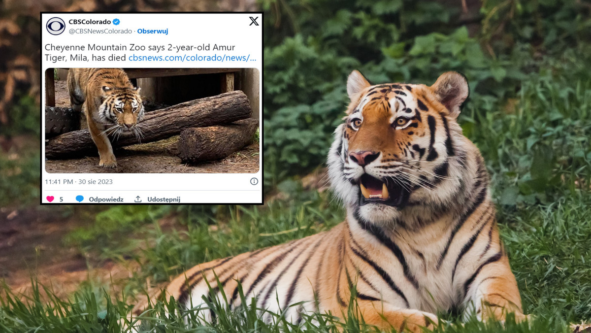 W zoo zginął tygrys. Był przedstawicielem krytycznie zagrożonego gatunku