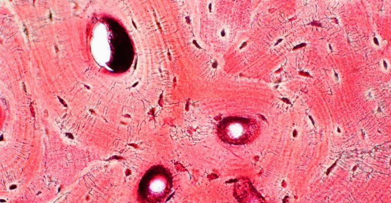 Komórki tkanki łącznej bezpośrednio przekształcono w komórki macierzyste