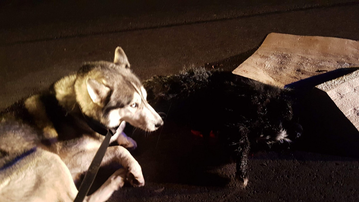 W miejscowości Przyłęk rozegrała się wzruszające scena: na środku drogi, przy martwym kundelku, czuwał pies w typie husky. Teraz wolontariusze z Animal Rescue Poland szukają dla zwierzaka nowego domu.