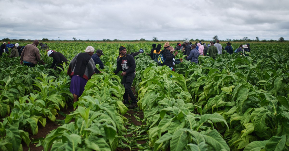 Zimbabwe’s tobacco boom hits record highs as Chinese-backed smallholders reshape Africa’s biggest producer