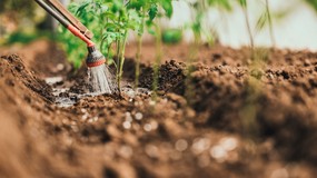 Milion złotych kary za uprawę tej rośliny. UE wprowadza surowy zakaz