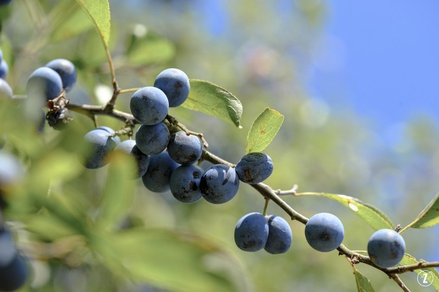 Śliwa tarnina (Prunus spinosa)