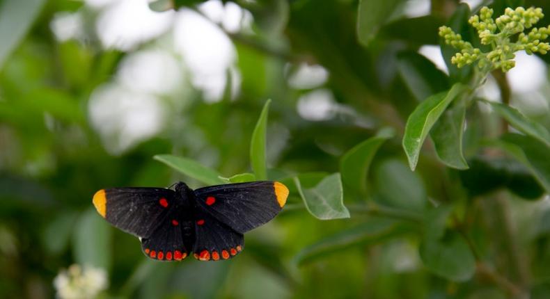 More than 200 species of butterfly have been spotted at the National Butterfly Center in Mission, Texas -- a possible victim of President Donald Trump's border wall project